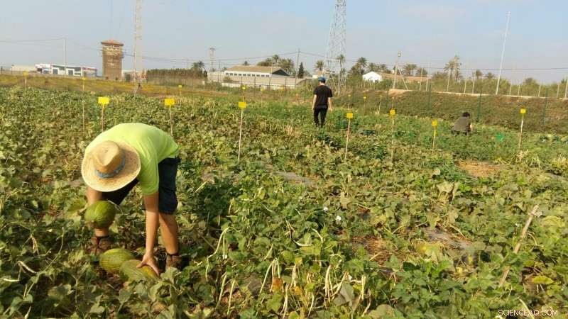 Intercropping Melon & Cowpea: Boost Yields & Soil Health