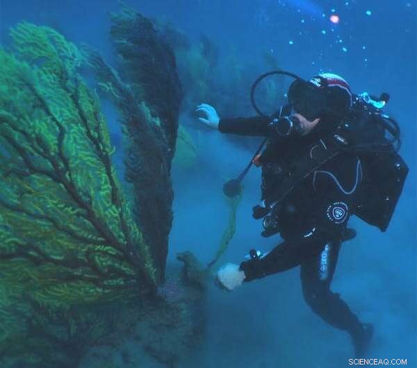 Gorgonian Corals of the Mediterranean: Exploring Underwater Forests