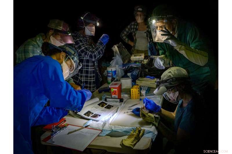 Human-Animal Interactions & Disease: Understanding COVID-19 and Beyond