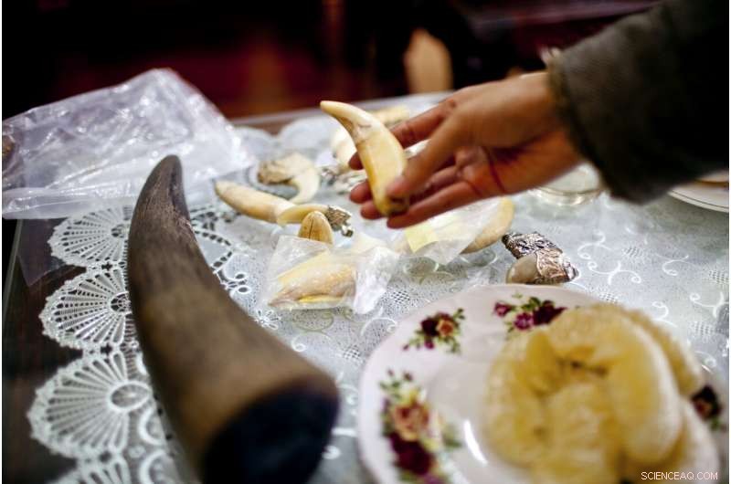 Online Wildlife Trade Surge in Myanmar: WWF Report