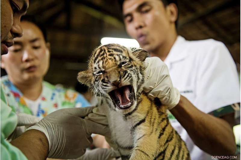 Online Wildlife Trade Surge in Myanmar: WWF Report