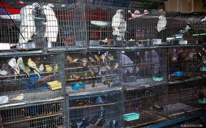 Online Wildlife Trade Surge in Myanmar: WWF Report