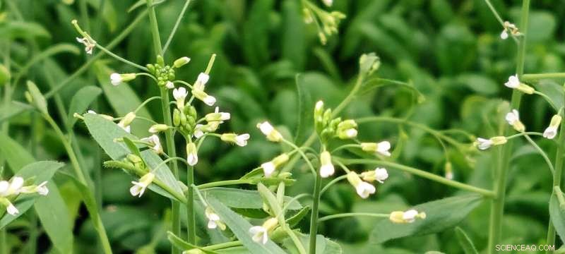 How Proteins Regulate Seed Germination in Arabidopsis