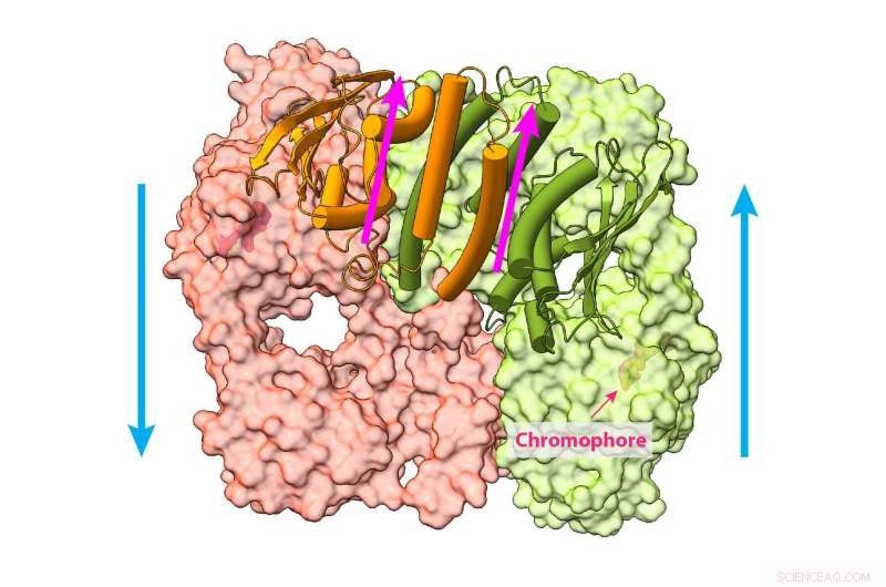 How Plants See Light: Unraveling the Molecular Mechanisms