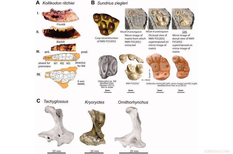 Cretaceous Monotremes: New Insights into Ancient Mammals