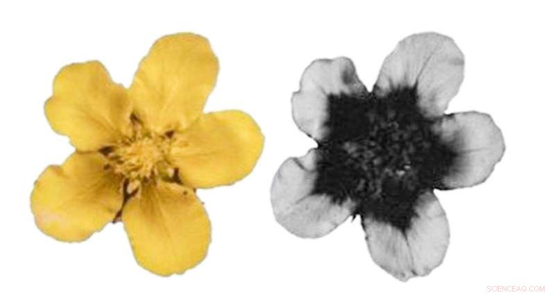 Invisible Floral Pigments: How UV Colors Drive Pollination and Plant Survival