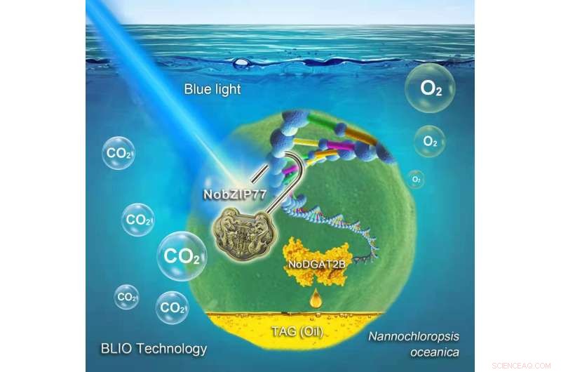 Genetic Sensor Boosts Oil Production in Microalgae for Sustainable Biofuels