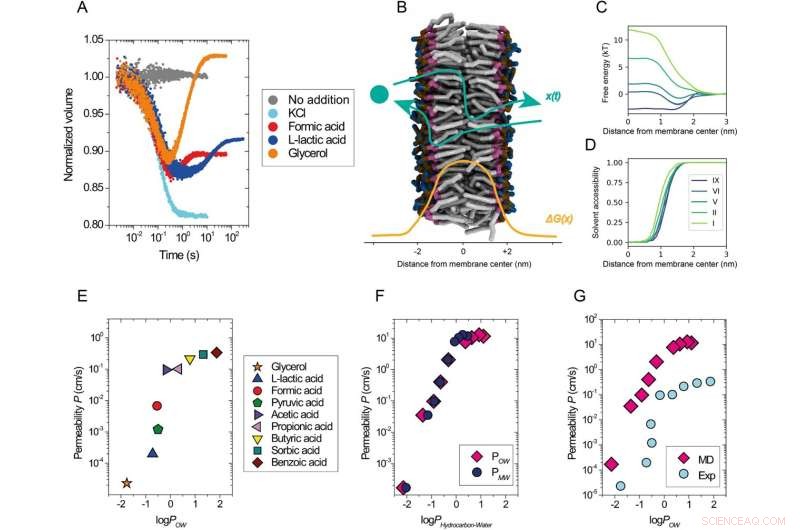 Cell Membrane Permeability: Experimental Assays and Lipophilicity