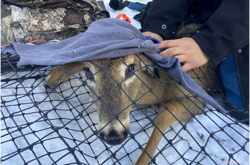 Wildlife Monitoring: Tracking COVID-19 Evolution in Animals