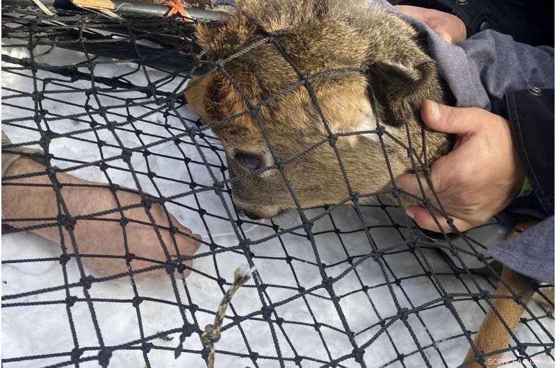 Wildlife Monitoring: Tracking COVID-19 Evolution in Animals