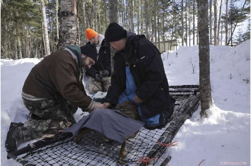 Wildlife Monitoring: Tracking COVID-19 Evolution in Animals