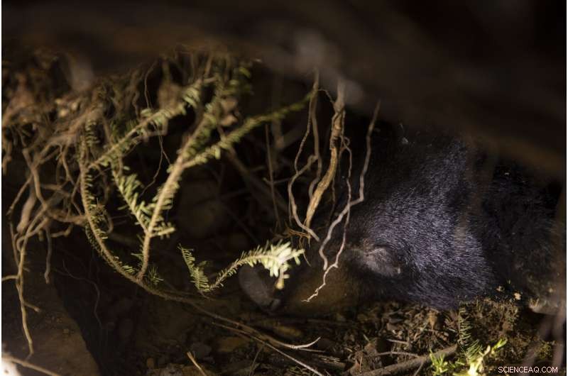 Wildlife Monitoring: Tracking COVID-19 Evolution in Animals