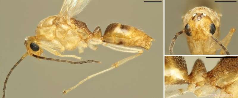 Asian Needle Ant in Europe: First Wild Specimen Detected - Biodiversity Concerns