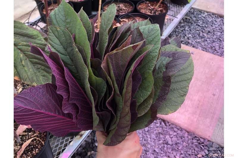 Nuclear Winter & Food Production: Understanding the Impact