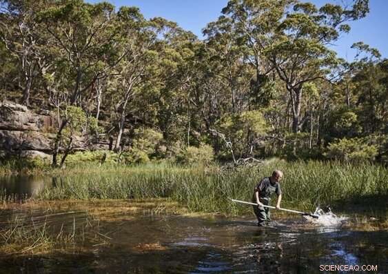 Platypus Return to Royal National Park: Reintroduction Plans Underway