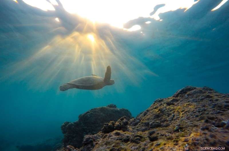 Sea Turtle Nesting Site Preference Linked to Offspring Sex