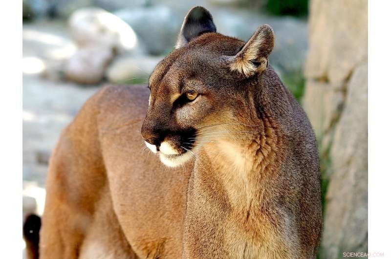 Puma Behavior: Study Reveals Limited Danger Sense Near Human Activity