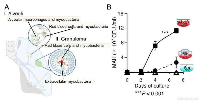 Lung Diseases: How Bacteria Utilize Red Blood Cells for Spread