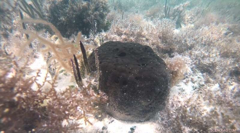 Oxygen s Vital Role in Sea Sponge Growth: A Deep Dive