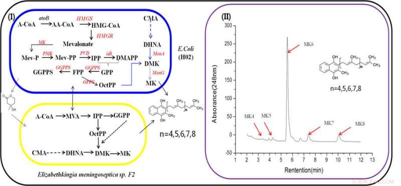 Microbial Consortium Synthesizes Terpenoids: A New Approach to Vitamin K2 Production