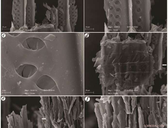 Ancient Wildfires in India: Unearthing Earth s Past