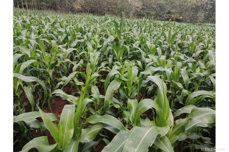Precision Nutrient Management in Sub-Saharan Africa: Research & Yield Optimization