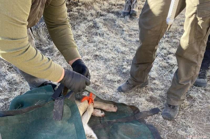 Mexican Wolf Population Shows Modest Growth in U.S.