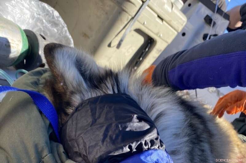 Mexican Wolf Population Shows Modest Growth in U.S.