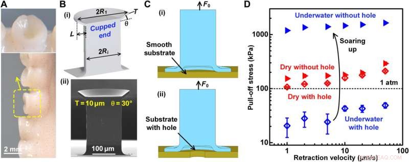 Bio-Inspired Underwater Adhesion: Water s Role in Elasticity & Biomimicry