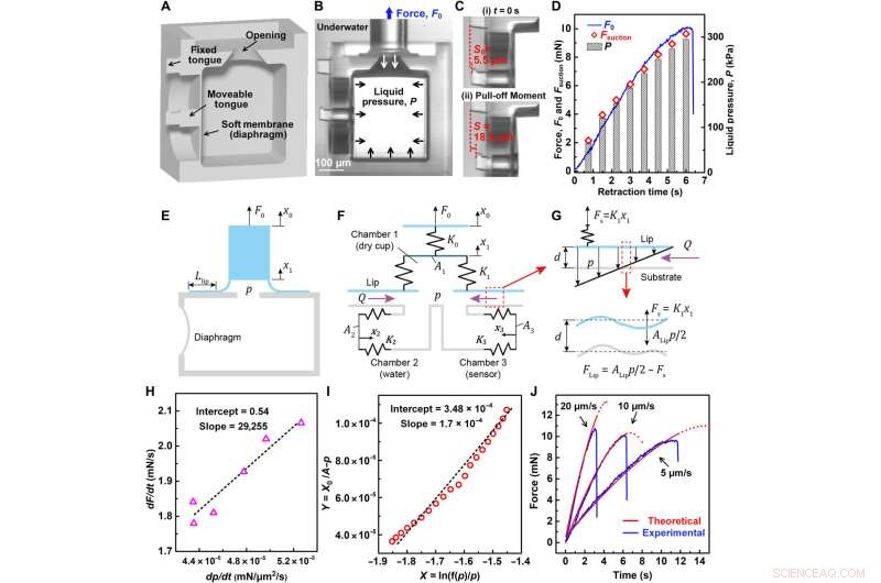 Bio-Inspired Underwater Adhesion: Water s Role in Elasticity & Biomimicry