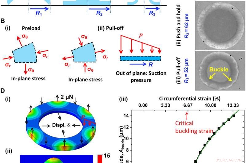 Bio-Inspired Underwater Adhesion: Water s Role in Elasticity & Biomimicry
