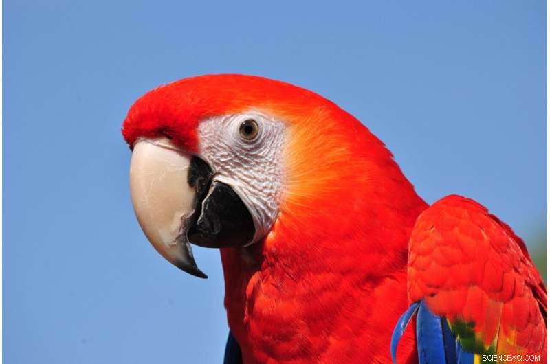 Parrot Lifespan: Uncovering the Link Between Intelligence and Longevity