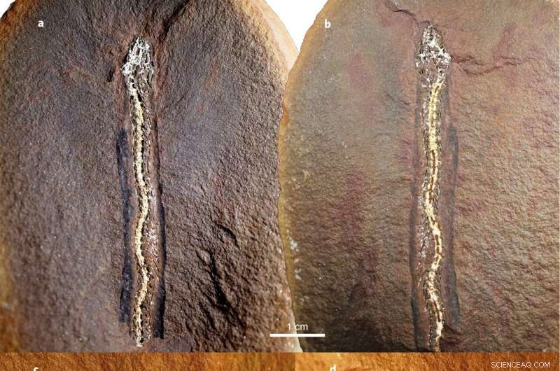 New Fossil Sheds Light on Four-to-Limbless Transition in Vertebrates