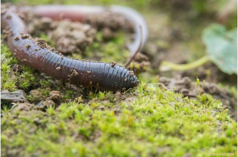 Impact of European Earthworms on North American Forest Insects