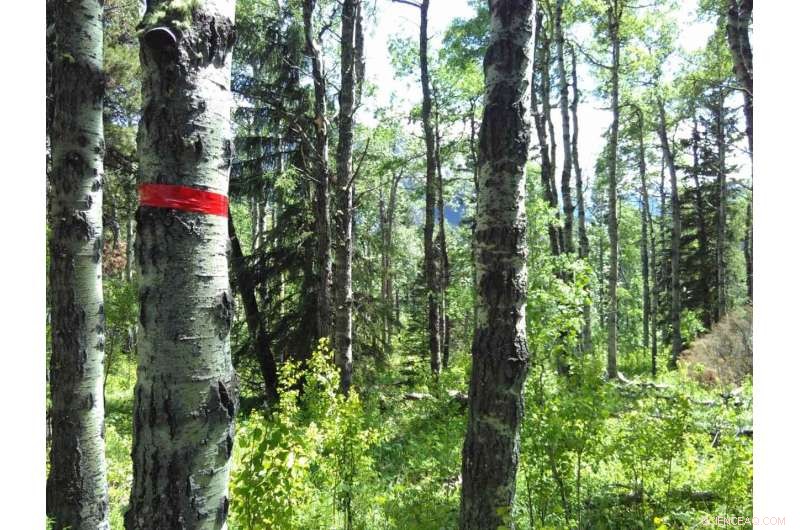 Impact of European Earthworms on North American Forest Insects