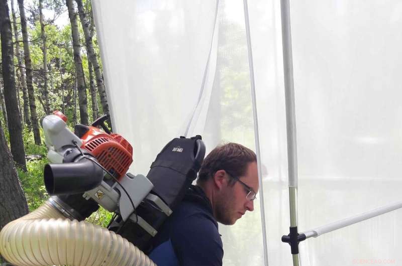 Impact of European Earthworms on North American Forest Insects