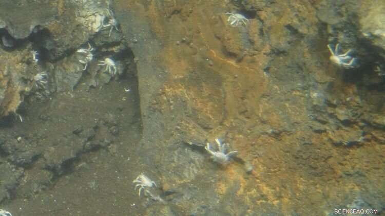 Deep-Sea Crustacean-Microbe Symbiosis: A Vital Ecosystem