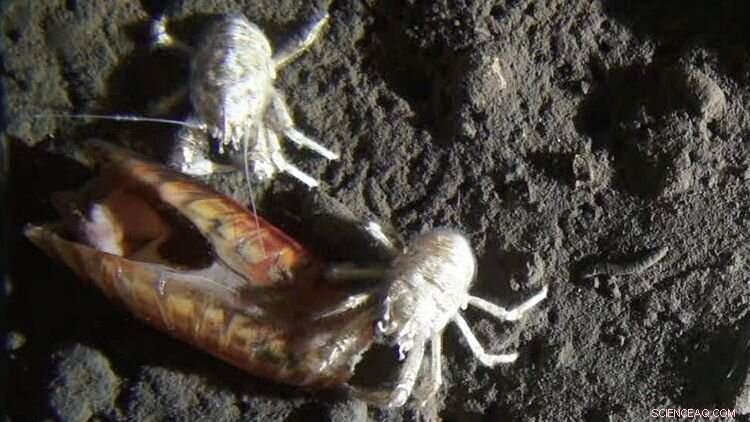 Deep-Sea Crustacean-Microbe Symbiosis: A Vital Ecosystem