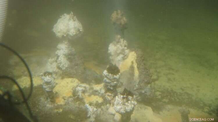 Deep-Sea Crustacean-Microbe Symbiosis: A Vital Ecosystem