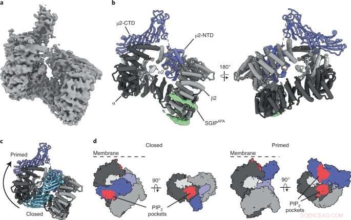 Cellular Uptake Precision: New Insights into Endocytic Checkpoints