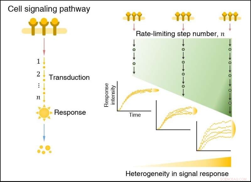 KAIST Researchers Uncover Source of Cell Signaling Variability