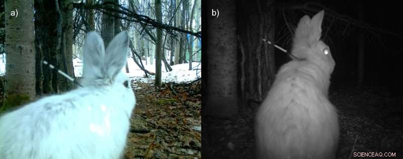 Innovative Nighttime Animal Identification Method Developed by Biologists