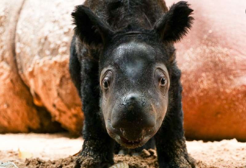 Sumatran Rhino Birth: A Beacon of Hope for Endangered Species