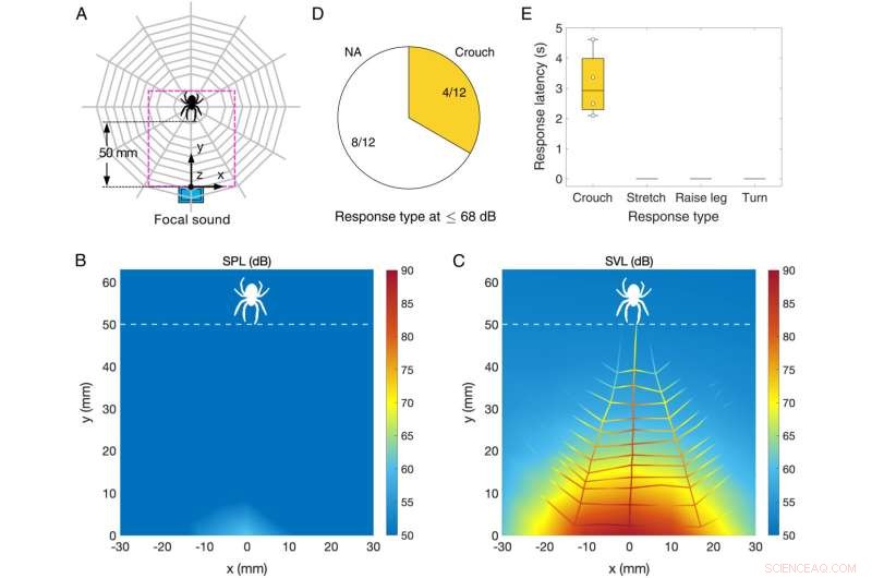 Spiders Can  Hear  with Their Webs: New Research Reveals
