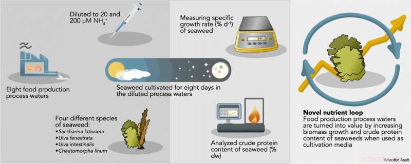 Food Industry Wastewater: A Sustainable Fertilizer for Seaweed Cultivation