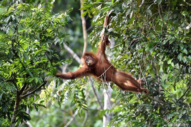 Protecting Biodiversity: The Importance of 30% Land & Sea Conservation