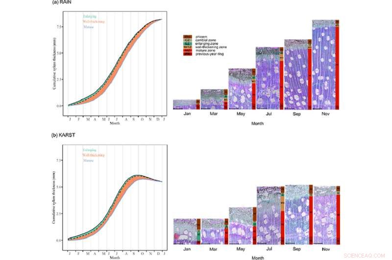 Drought Impacts on Toona ciliata: Shorter Growing Seasons & Growth Challenges