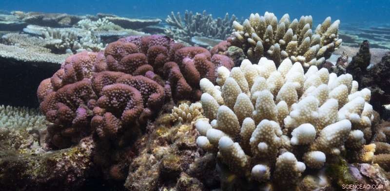 Great Barrier Reef Bleaching: Causes, Impacts & Coral Survival - Expert Analysis