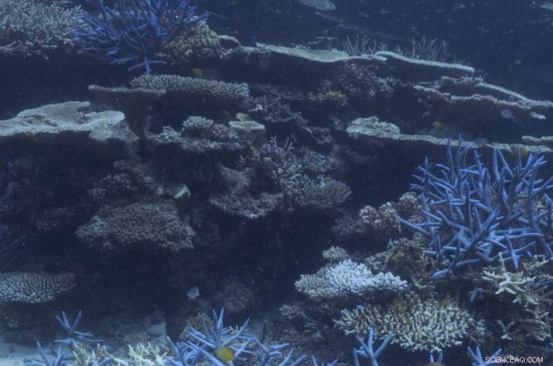 Great Barrier Reef Bleaching: Causes, Impacts & Coral Survival - Expert Analysis