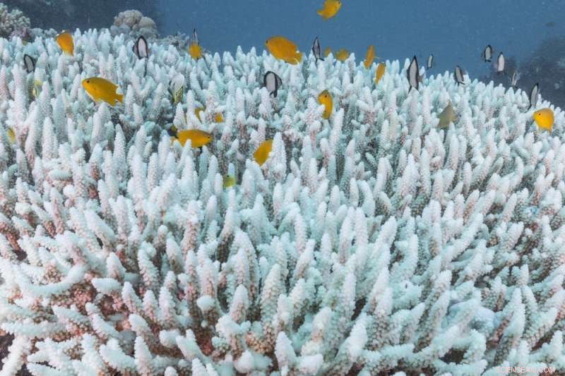 Great Barrier Reef Bleaching: Causes, Impacts & Coral Survival - Expert Analysis